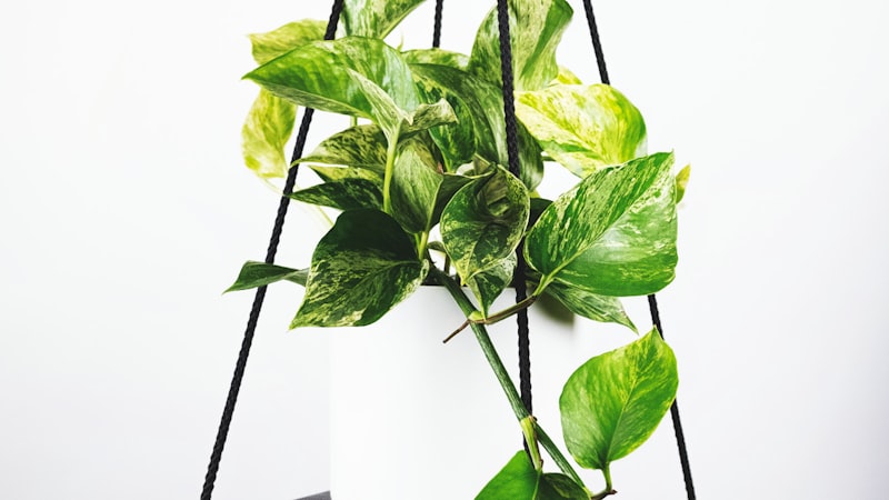 国际米兰与AC米兰在圣西罗球场进行德比大战的激烈场面